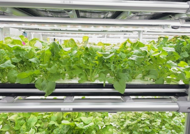 就労継続支援A型 staraグループで運営している飲食事業のサラダに